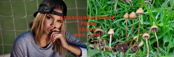 прущие грибы Майский